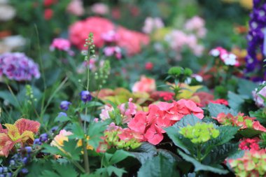 hk çiçek, küçük bir bahçe göster: 2018