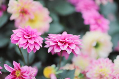 Güzel renkli Dahlia buket 