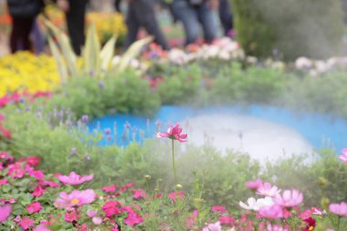 Cosmos çiçek bir yeşil geri closeup zemin