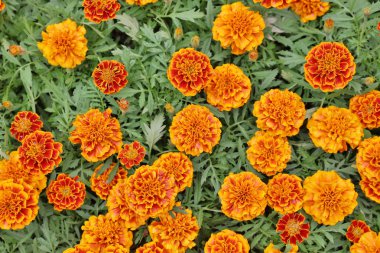 Marigolds çiçekler. bitki papatya ailesinin