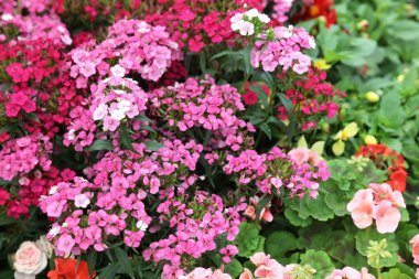 resmi Bahçe çiçek yatak