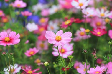 Cosmos çiçek bir yeşil geri closeup zemin