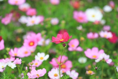 Cosmos çiçek bir yeşil geri closeup zemin