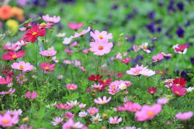 Cosmos çiçek bir yeşil geri closeup zemin