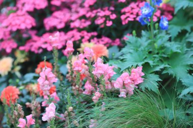 bir çiçek yatak, Açık resmi Bahçe