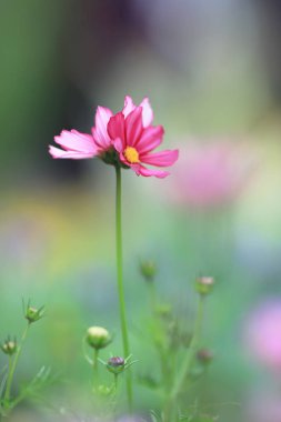 Bahar günü çiçek açan güzel pembe cosmos çiçek