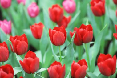 Farklı çiçek ve çiçek açan laleler hk