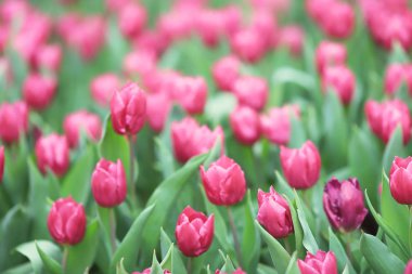 Farklı çiçek ve çiçek açan laleler hk