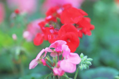 bir saraca indica, Ashoka bahar zamanında