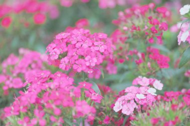 Dianthus çiçekleri, papatya çiçekleri Bahçe