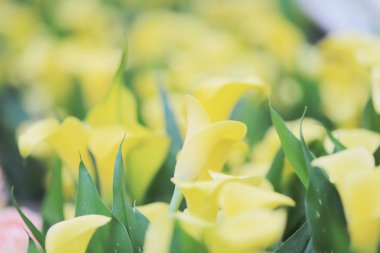 Canlı sarı ve kırmızı calla lilyum, Doğa arka zemin üzerinde