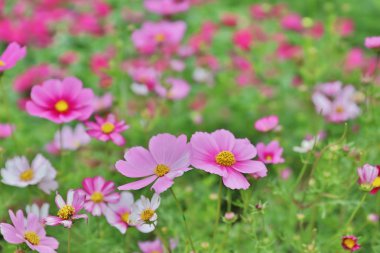 Evren evren Bipinnatus ile bulanık arka zemin çiçek