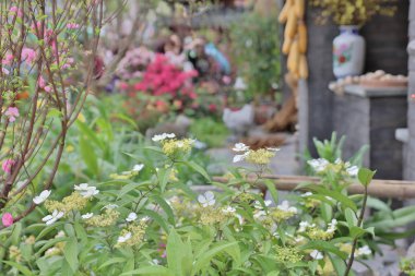 Çin Bahçe çiçek Show'da bir classsical tarzı