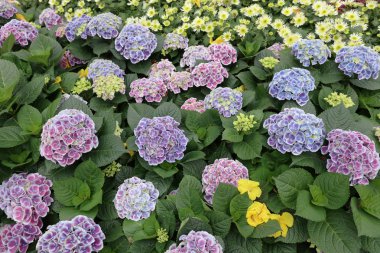 Renkli ortanca çiçek bir yaz gününde