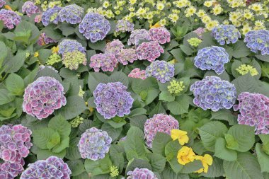 Renkli ortanca çiçek bir yaz gününde