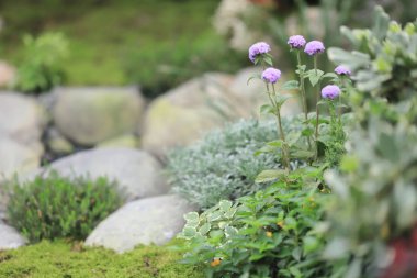 bir zen Bahçesi, hk çiçek göster