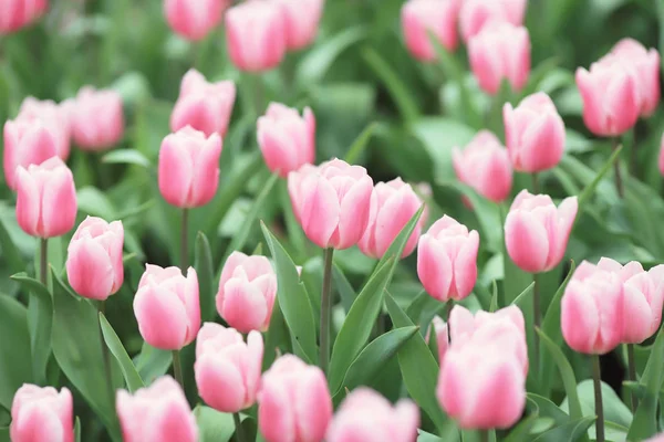 Les Différentes fleurs et les tulipes fleuries chez hk — Photo