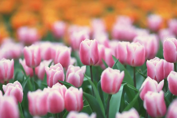 As flores diferentes e tulipas florescentes em hk — Fotografia de Stock