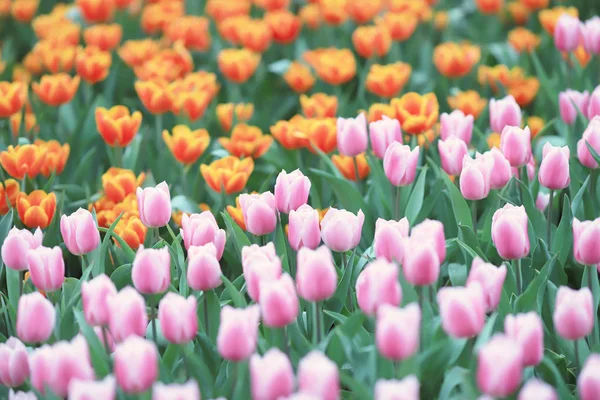 Les Différentes fleurs et les tulipes fleuries chez hk — Photo