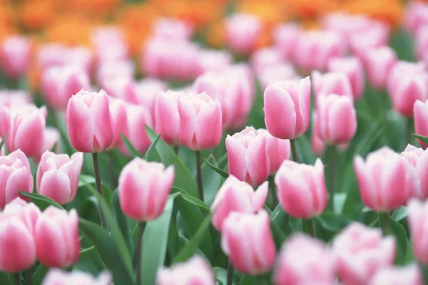 Las Flores Diferentes y los tulipanes florecientes a hk — Foto de Stock