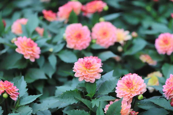 Букет красивых разноцветных цветов Далии — стоковое фото