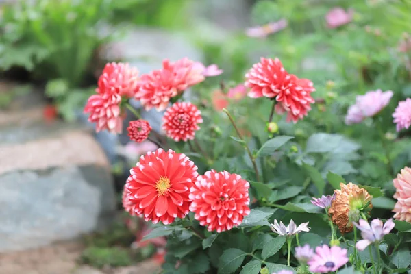 En bukett vackra mångfärgade Dahlia blommor — Stockfoto