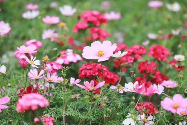 Un jardín de flores cloroful Cosmos bipinnatus en primavera — Foto de Stock