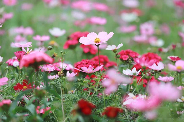 Un jardín de flores cloroful Cosmos bipinnatus en primavera — Foto de Stock