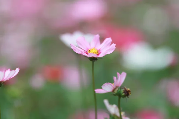 A Cosmos bipinnatus cloroful flowers garden in spring — Stock Photo, Image