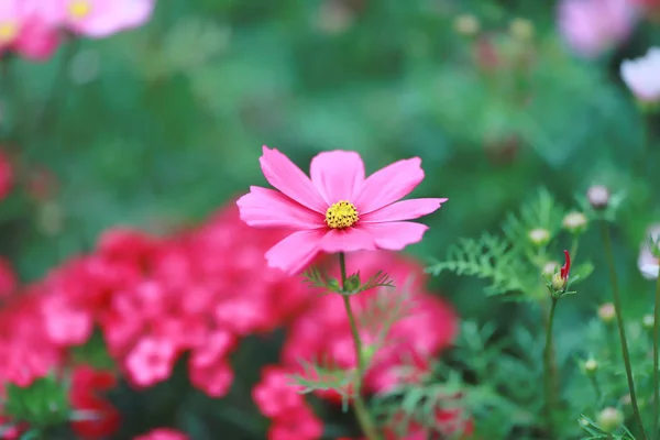 A Cosmos bipinnatus cloroful flowers garden in spring — Stock Photo, Image