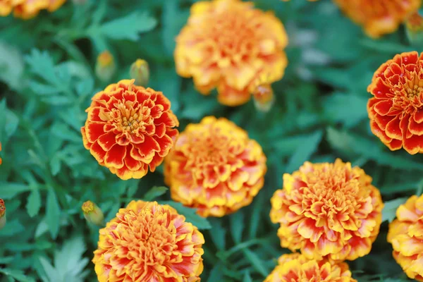 Marigolds çiçekler. bitki papatya ailesinin