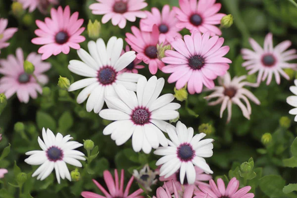 Una flor de Diasy en el jardín en la primavera —  Fotos de Stock