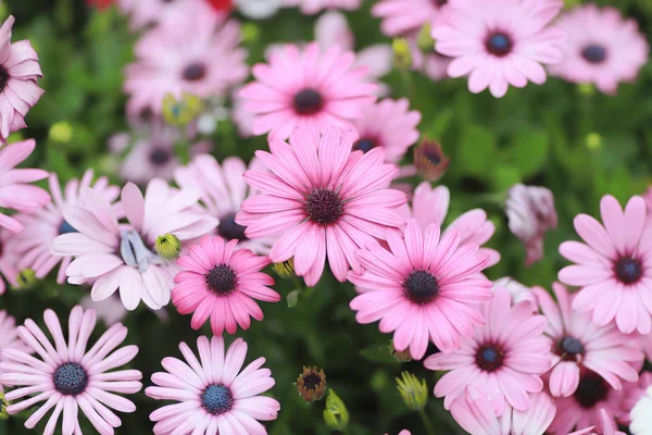 Una flor de Diasy en el jardín en la primavera —  Fotos de Stock