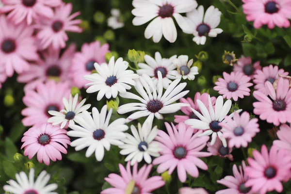 Una flor de Diasy en el jardín en la primavera —  Fotos de Stock