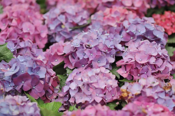 Flores coloridas de hortensias en un día de verano —  Fotos de Stock