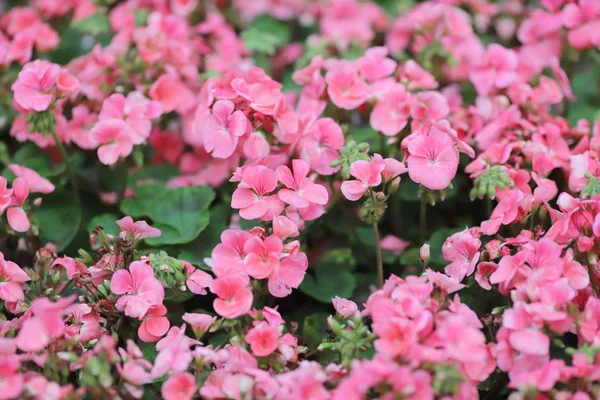 Um canteiros de flores no parque na primavera — Fotografia de Stock