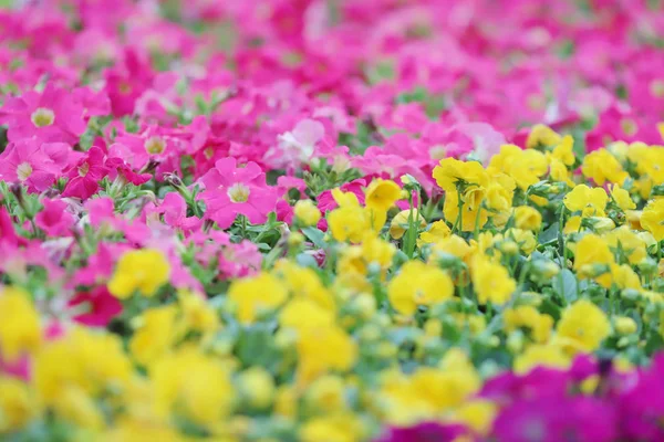 Tricolor pansy blomma växt naturlig bakgrund, — Stockfoto