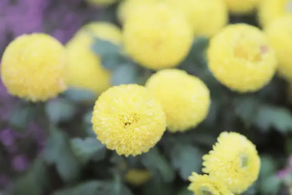 Um buquê de belas flores multicoloridas de Dahlia — Fotografia de Stock
