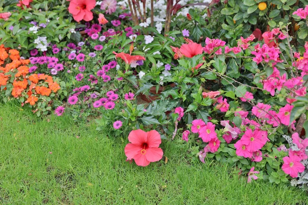 Um canteiros florescentes no show de flores do parque — Fotografia de Stock