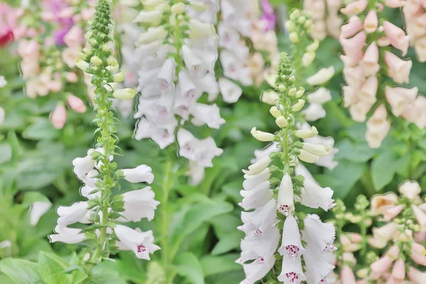 A Snapdragon flower in garden at the flower show — Stock Photo, Image
