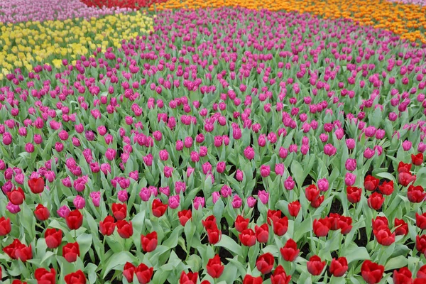 Un colorido campo de tulipanes con espectáculo de flores hk 2018 — Foto de Stock