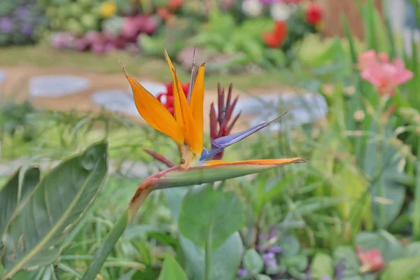 De Bloemenshow hong kong op Victoria Park — Stockfoto