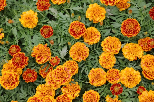 Virágok marigolds. növény, a fészkesek családjába — Stock Fotó