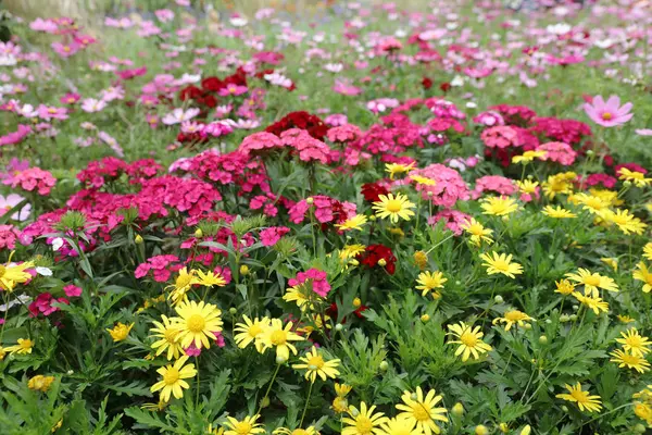 Um canteiros florescentes no show de flores do parque — Fotografia de Stock