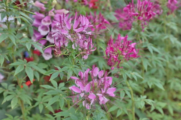 Salvia vermelho esplendens flores florescendo no jardim . — Fotografia de Stock