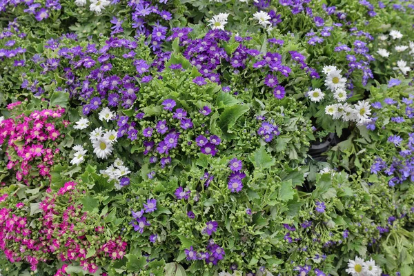 Los macizos de flores en formal de jardín —  Fotos de Stock