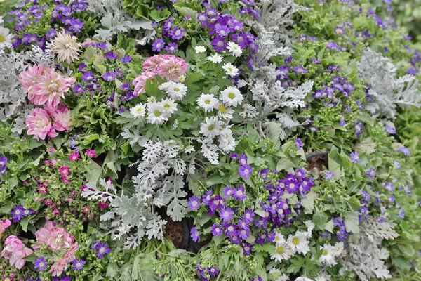 Blomsterbedene i formell hage – stockfoto