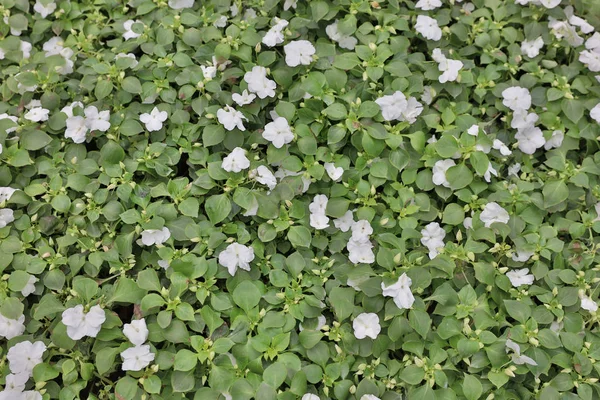 Os canteiros de flores em formal de jardim — Fotografia de Stock