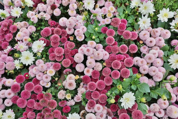 Egy gyönyörű többszínű Dahlia virág csokor — Stock Fotó