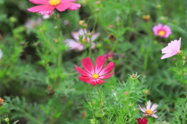 A flor Cosmos em um fundo verde chão closeup — Fotografia de Stock